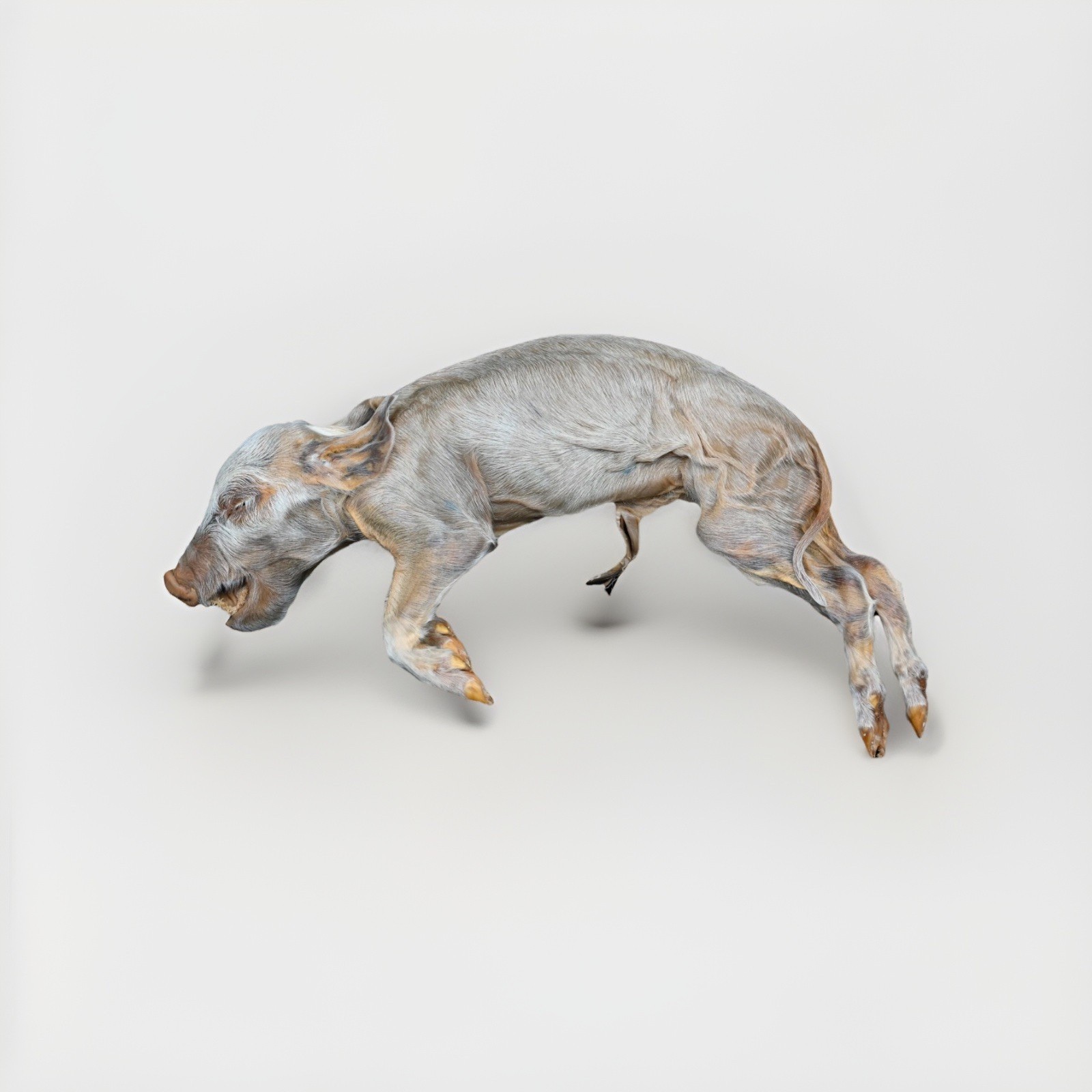 Real Plastinated Pig Fetus Specimen Elnady Technique Preservation Teaching Model