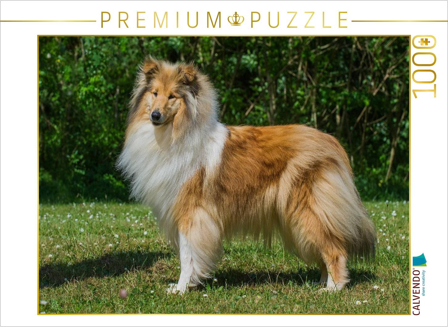 CALVENDO Puzzle Eine bildschöne Collie Hündin | 1000 Teile Lege-Größe 64x48cm Fo