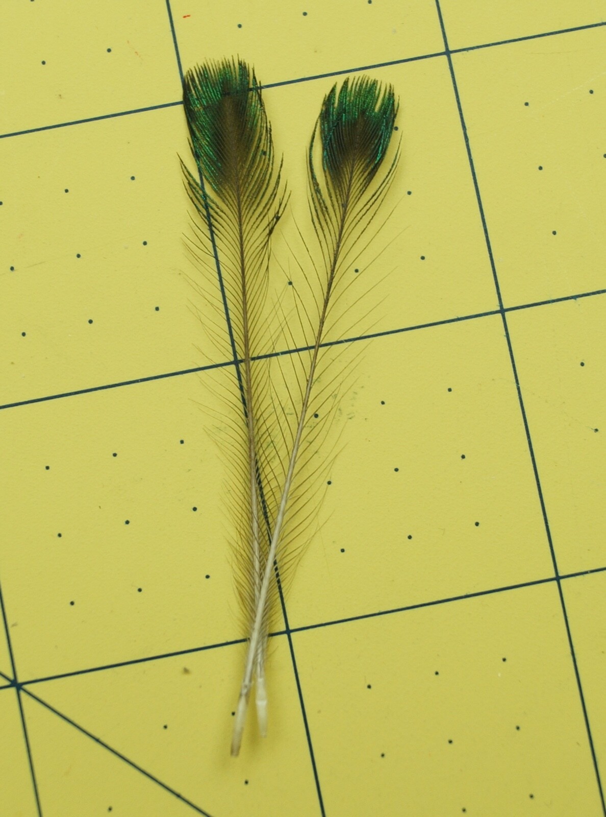 One Pair 2.5" Java Green Peacock Corona Feathers Lot-SF 324
