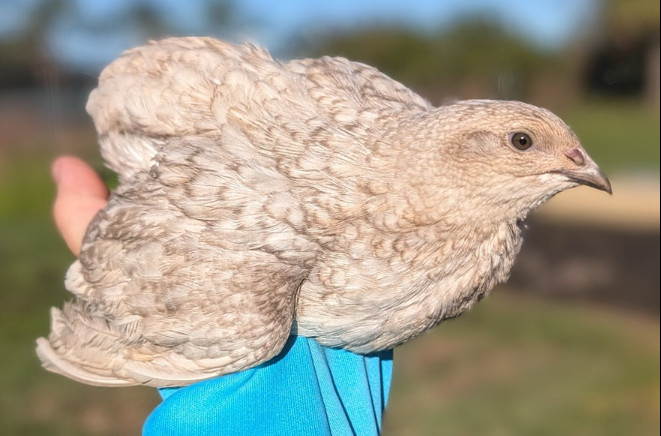300 ++ Rainbow Coturnix Quail Hatching Eggs NPIP