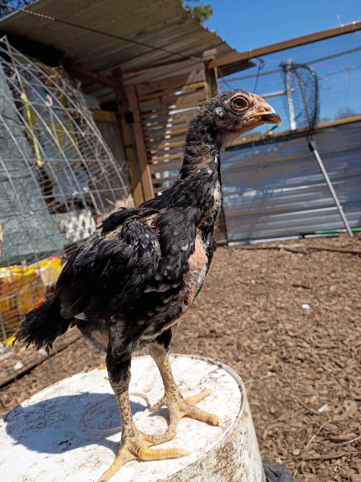 6 Rare Heritage Chicken Hatching Eggs –D0N- Gan0i-Cold Season Sale