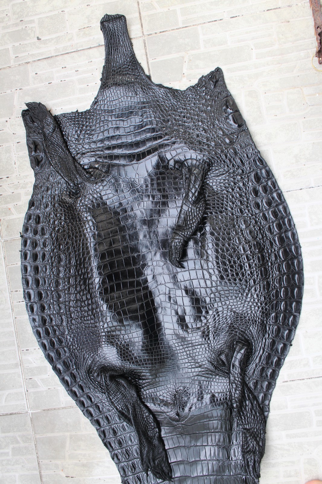 Black Real CROCODILE Belly Leather Skin Hide Exotic Pelt Taxidermy - W 16 in #D1