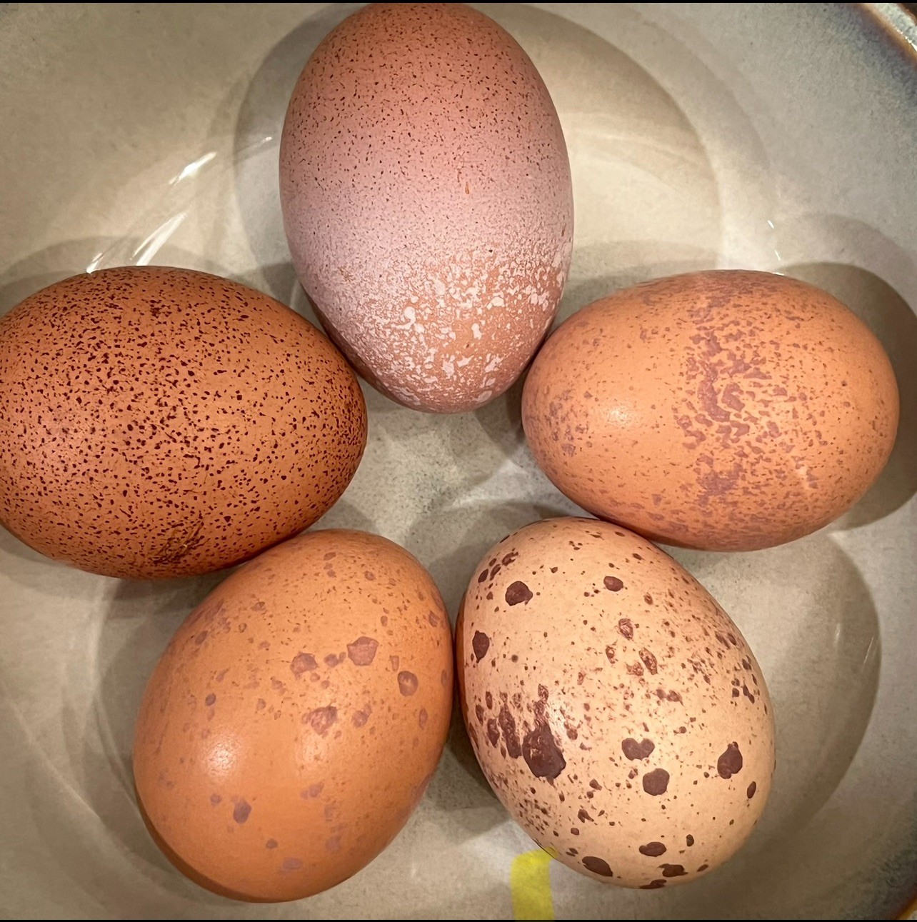 Speckled Galaxy Hatching EGGS Welsummers, Marans, Backcrossed Olive Eggers ✨🐣