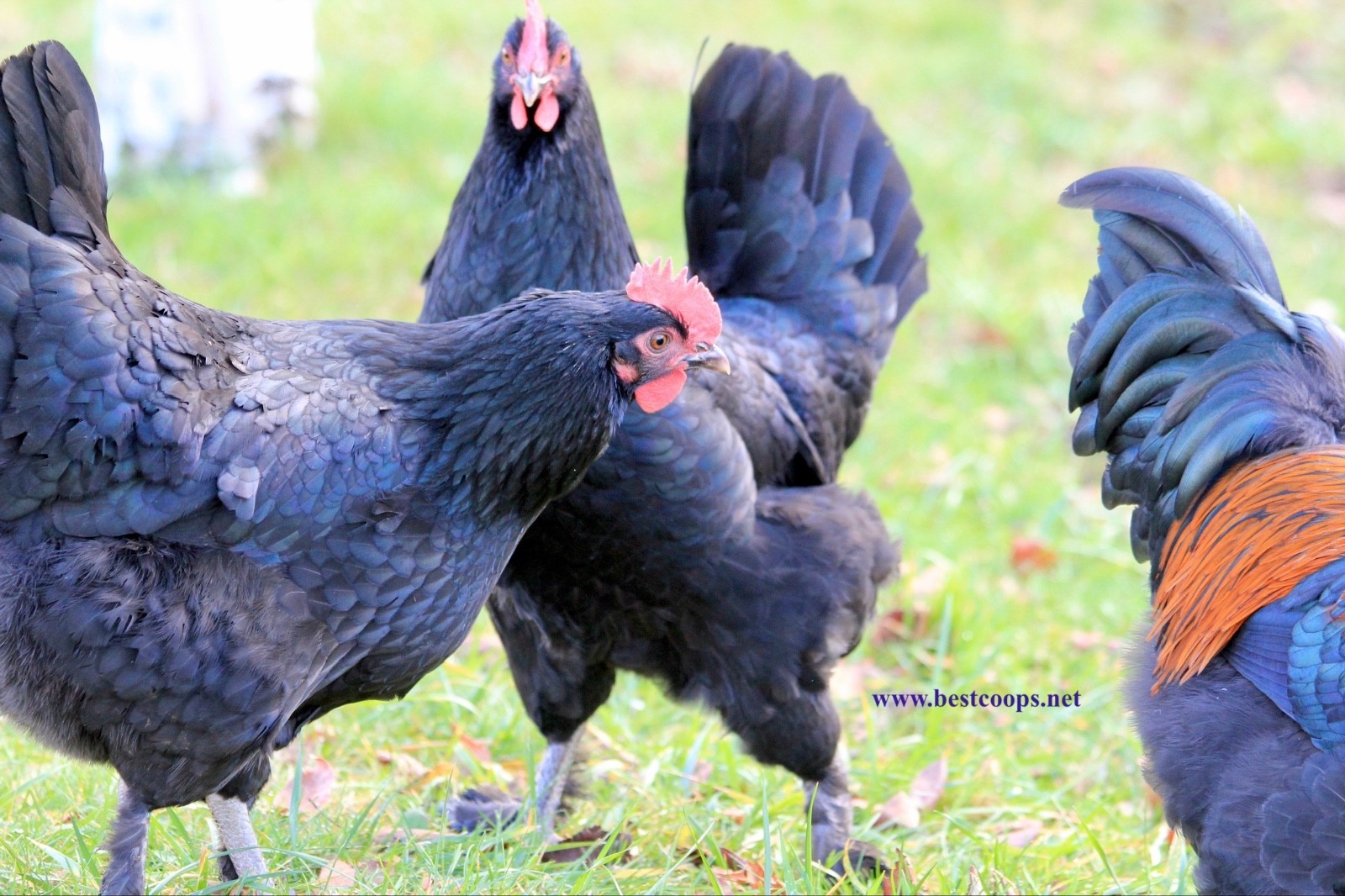 16+ Fertile Black Copper Marans Chicken Hatching Eggs