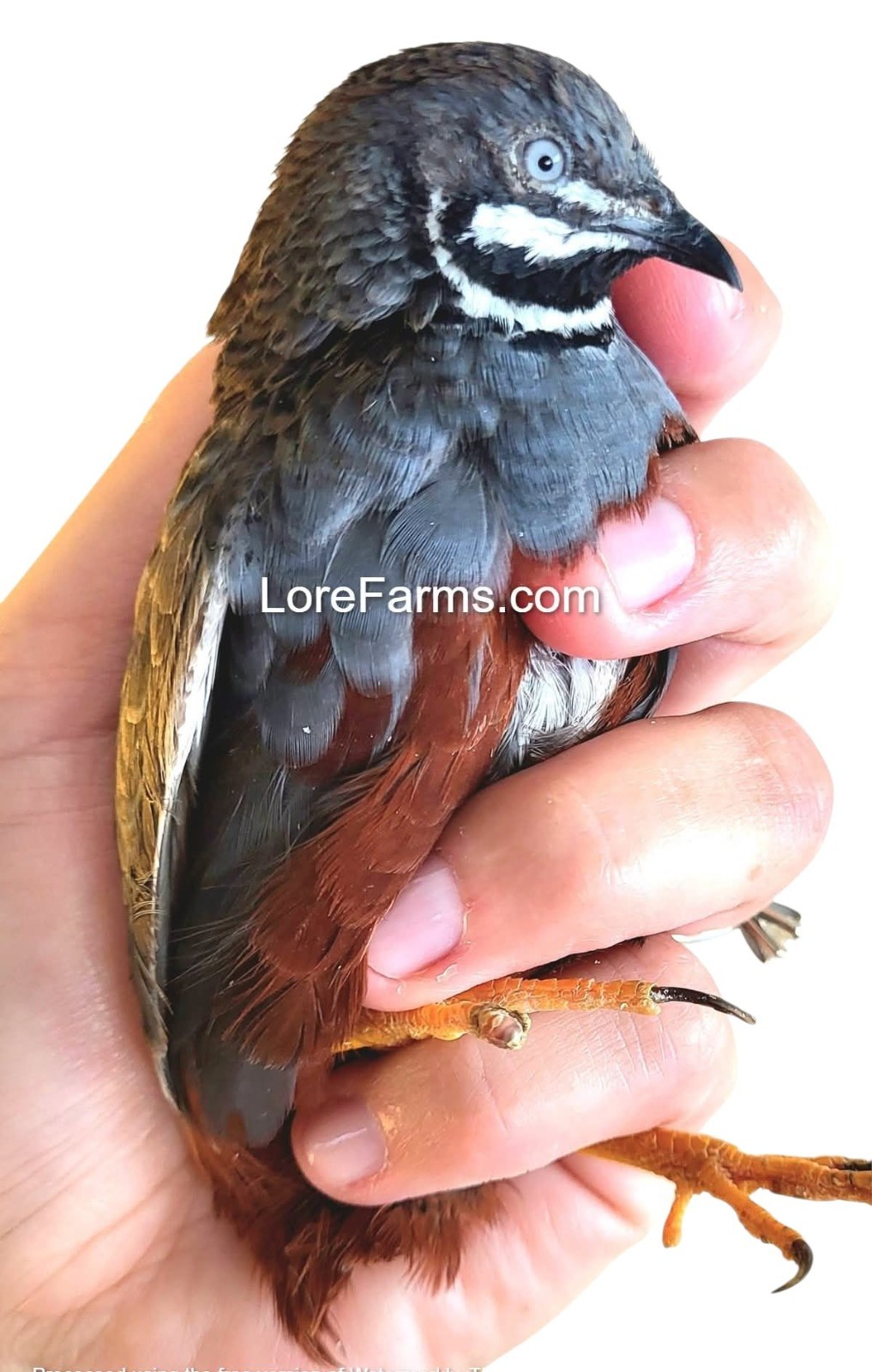 12 (+3EXT) ❤️LORE FARMS Button Quail Hatching Eggs Chinese Painted SPECIAL RARE