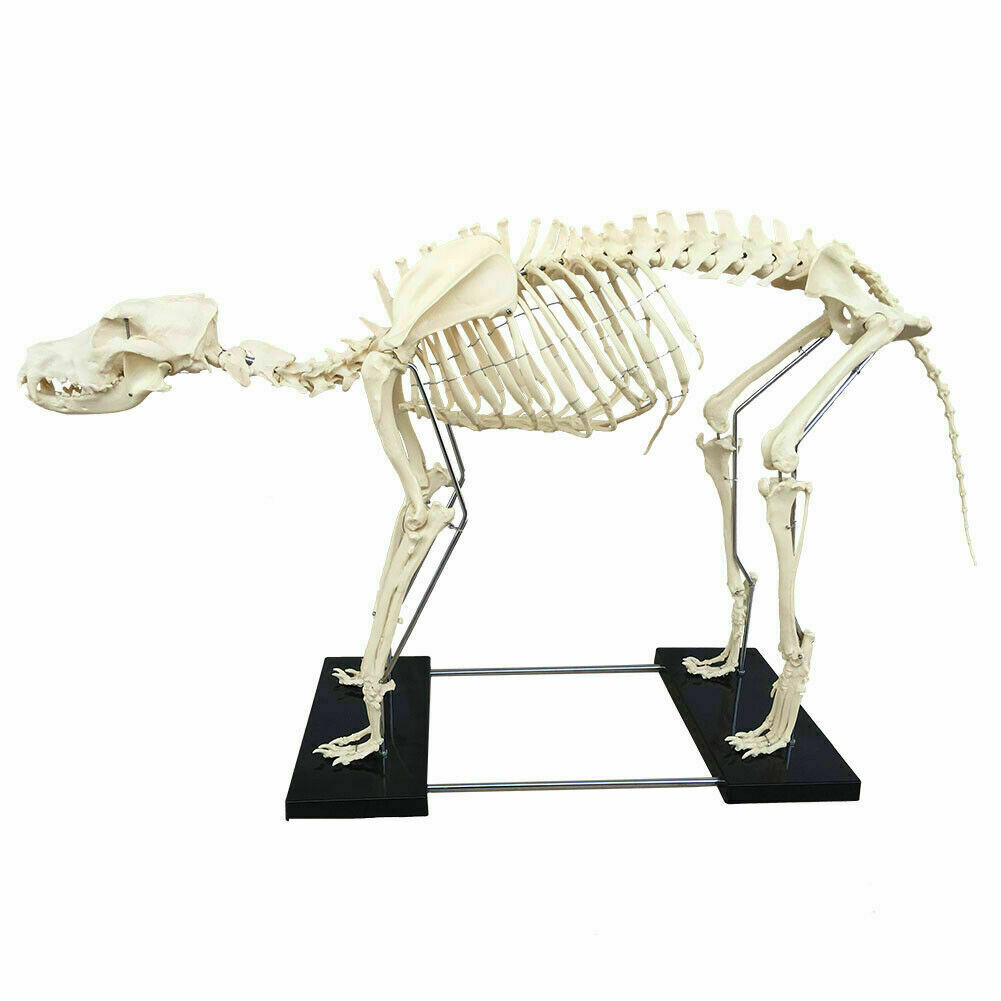 Model Canine Skeleton Standard Size Dog Display Lab Study Veterinary Animal