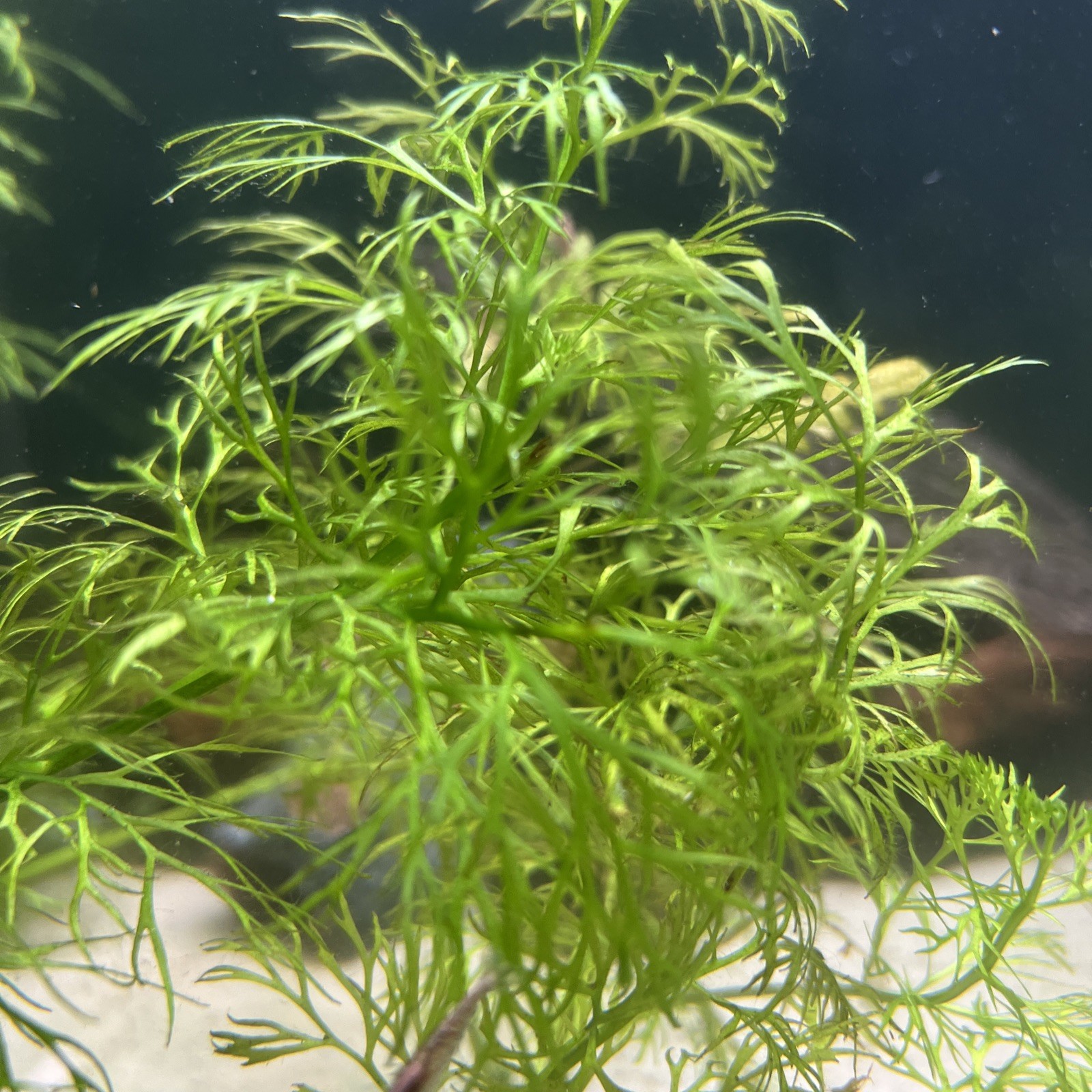 Water Sprite (ceratopteris Thalictroides)