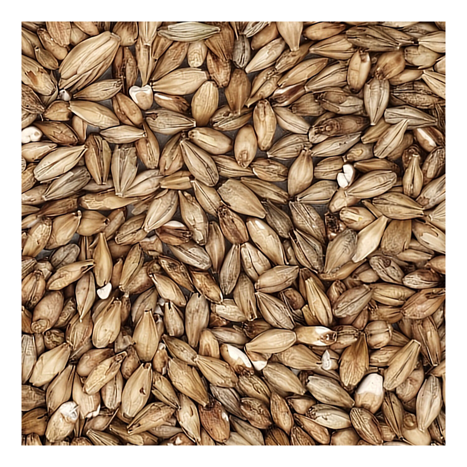 Home Brew Ohio Acidulated Grain 1lb