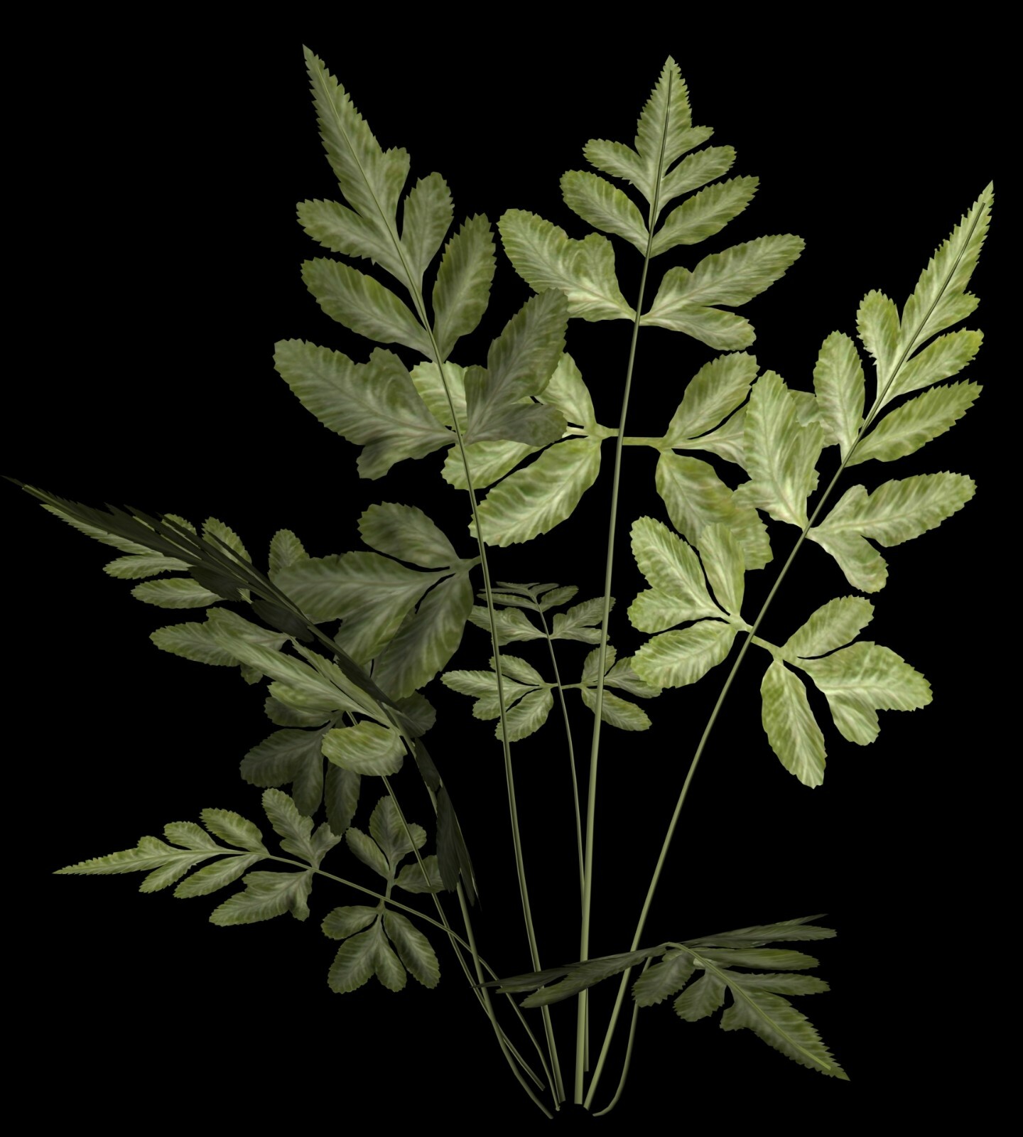 The Botanical 3D Models 75+ Fully Textured Flower & Plant Models in DXF Format