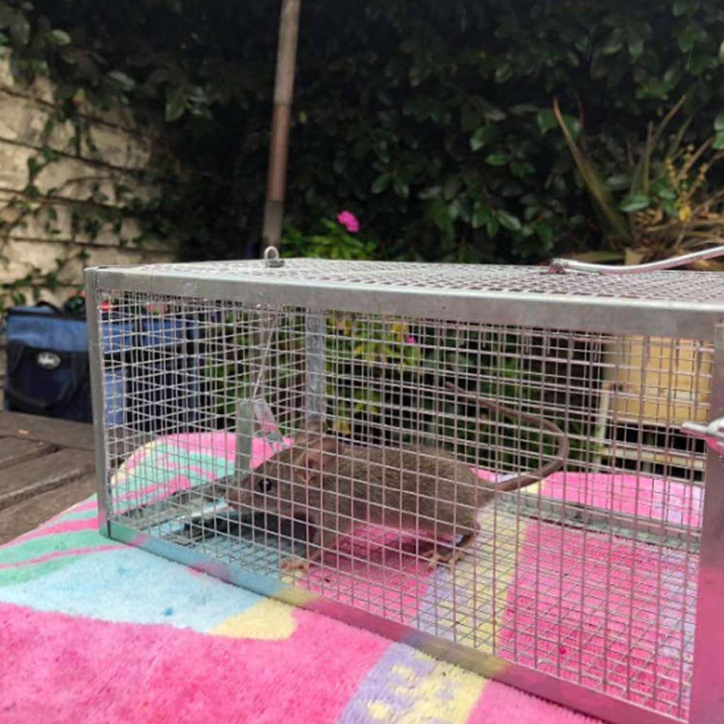 Humane Rat Trap Cage Small Live Animal Pest Rodent Mouse Control Catch Bait Trap