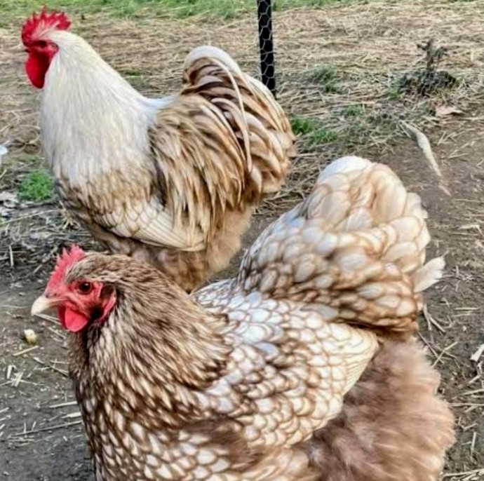 12 NPIP AI CLEAN VARIETY OF PURE BREEDS  EXTREAMLY RARE EXOTIC SHOW BIRDS