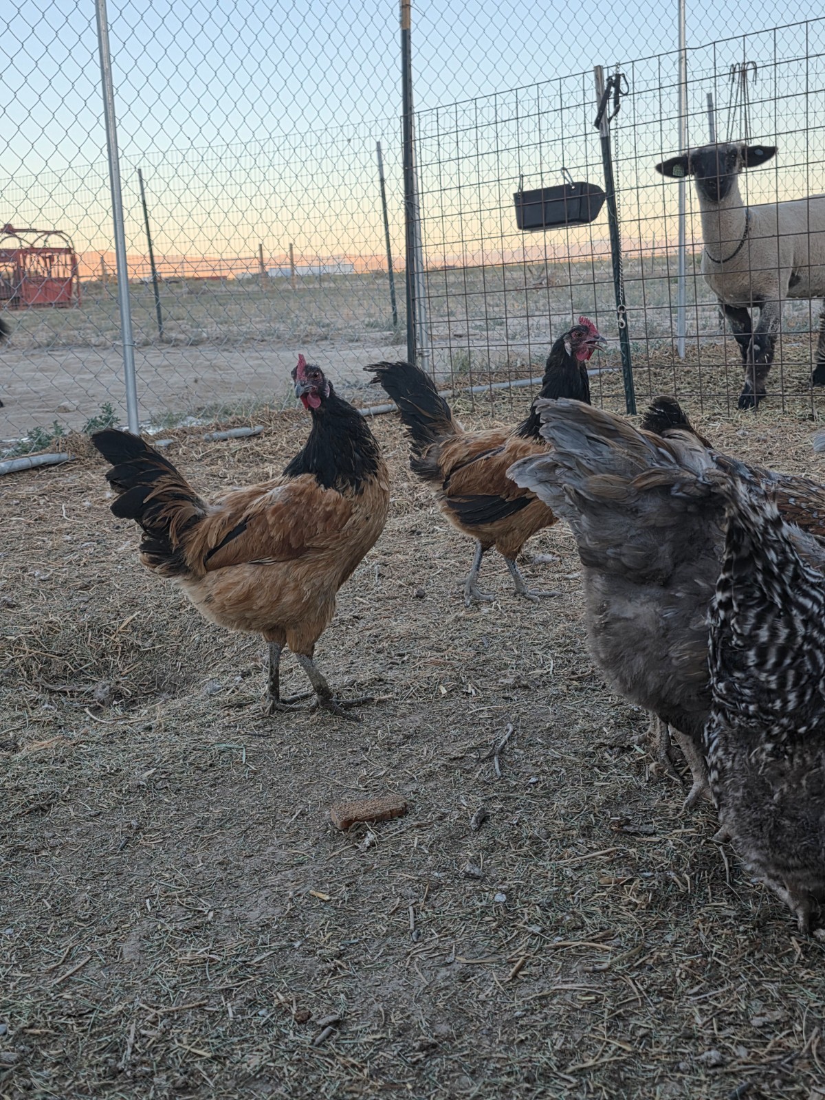 10+ Vorwerk hatching eggs. RARE