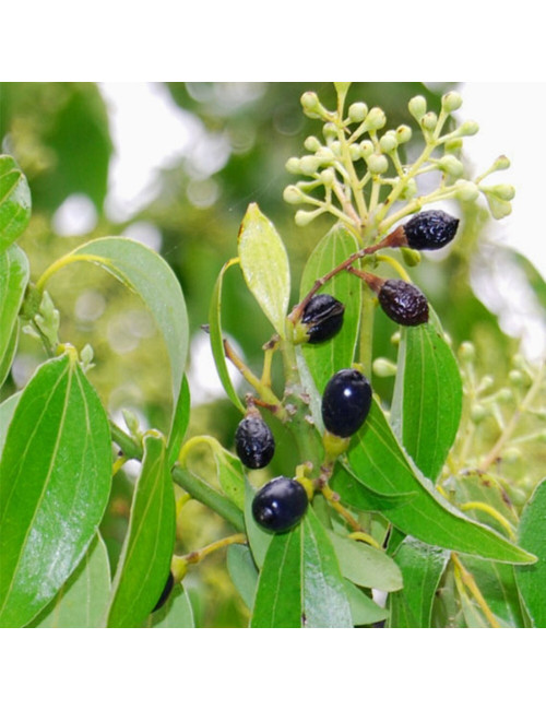 Ceylon Cinnamon Seeds [ 20 seeds ] Cinnamomum Zeylanicum