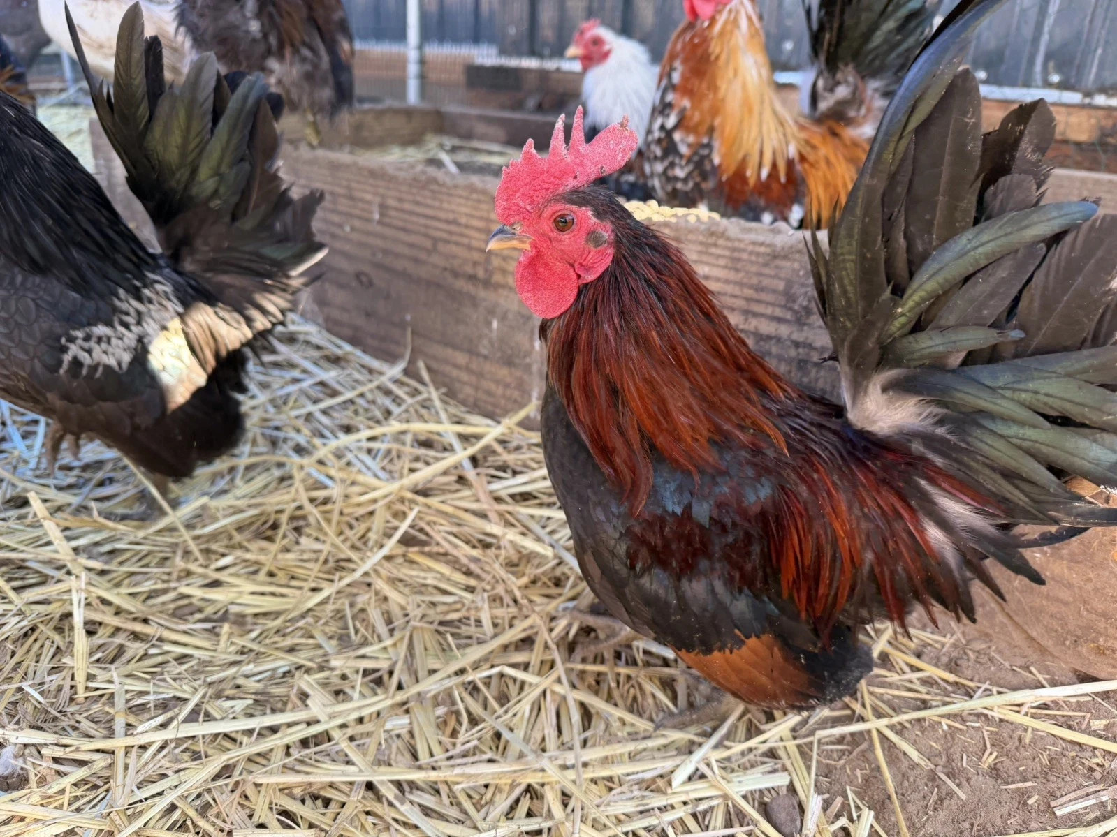 10+ Fertile Serama Chicken Hatching Eggs NPIP/AI/PT Clean Secure Foam Packaging