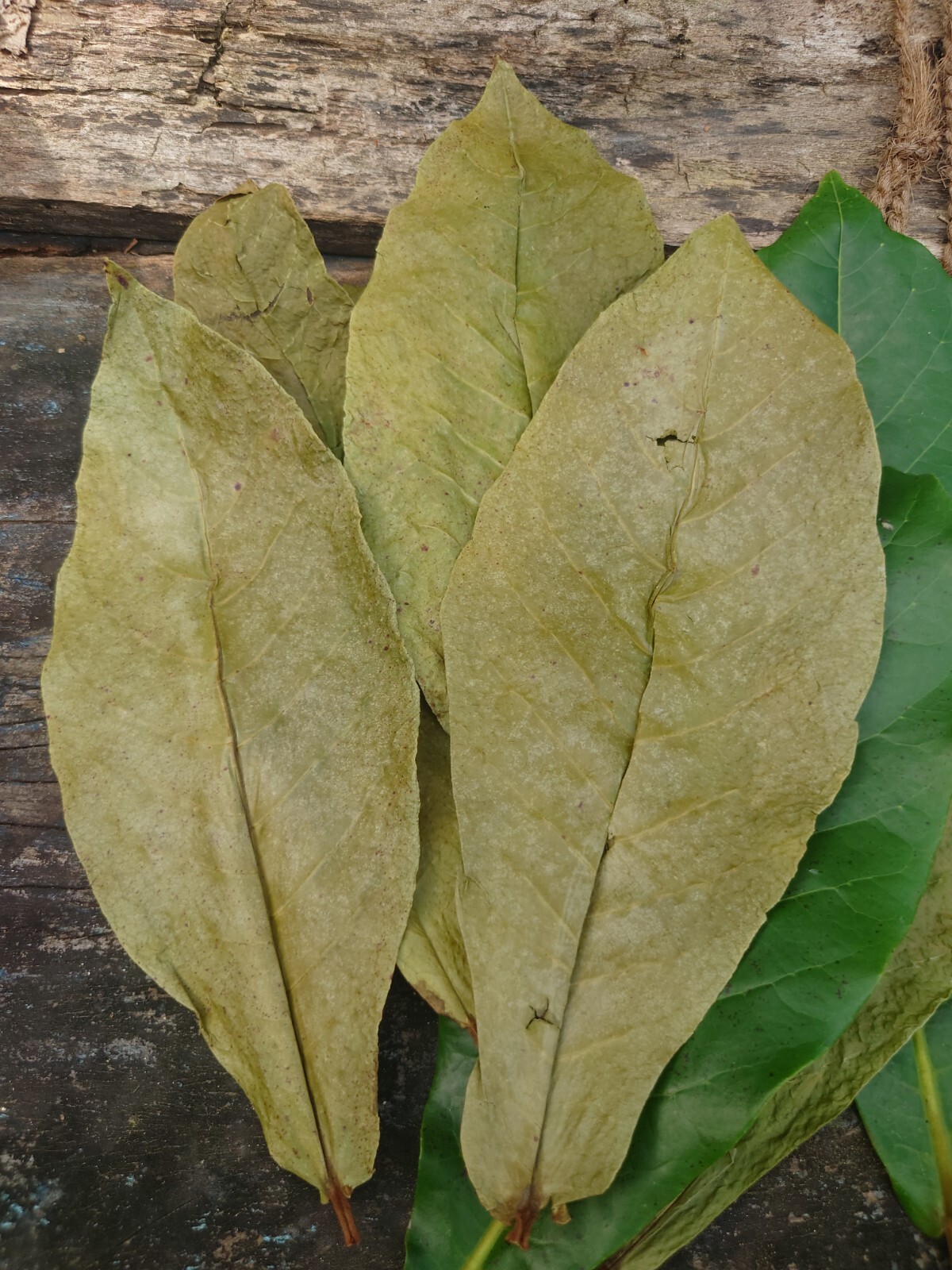 1000 leaf Dried Indian Almond Leaves Ketapang for Fish, Shrimp, Aquarium care
