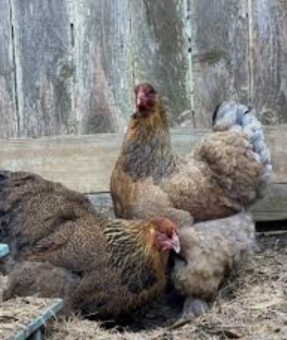 Gold/Blue Gold (Partridge) Brahma Hatching Eggs (12)