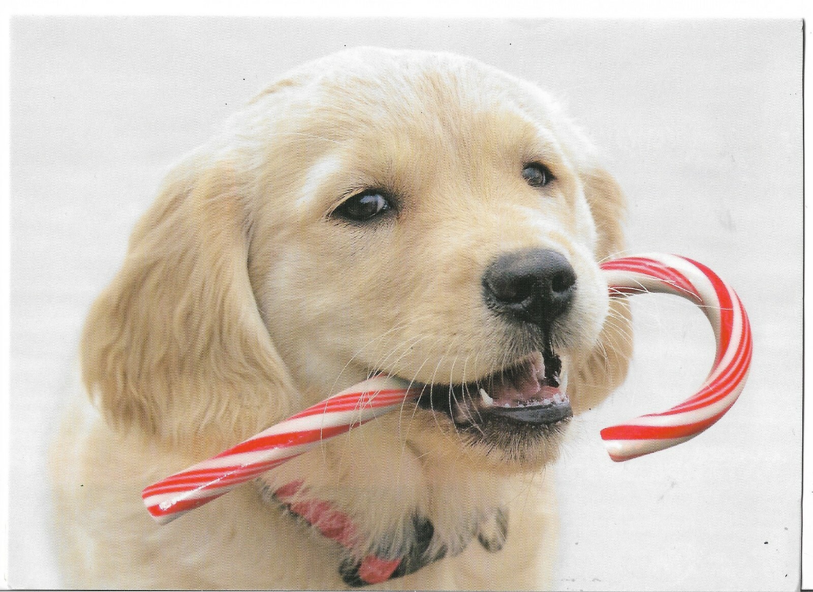 Christmas Card 6.5 x 5 Golden Retriever Puppy Dog  Scrapbooking, etc.Signed