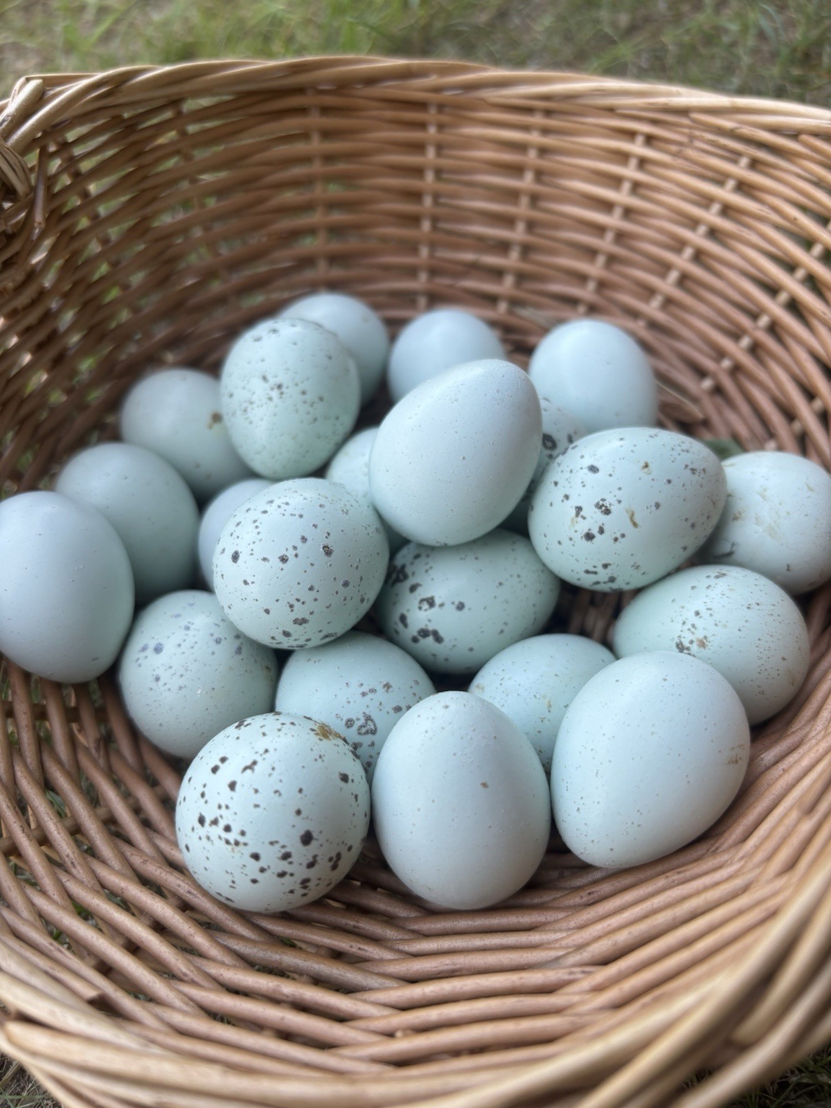 10+ Blue Coturnix Quail Hatching Eggs (celadon Mix Birds)