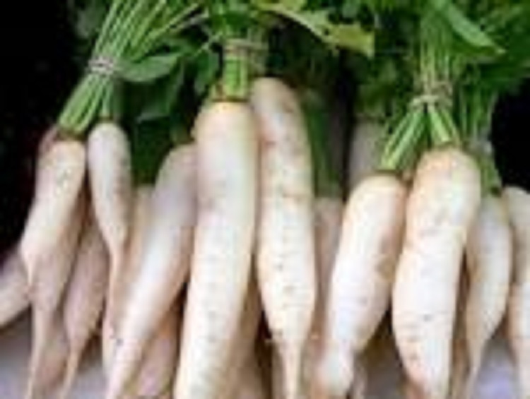 20 LBS TROPHY DAIKON FORAGE RADISH SEED FOR DEER FOOD PLOT BRASSICA DEER LOVE IT
