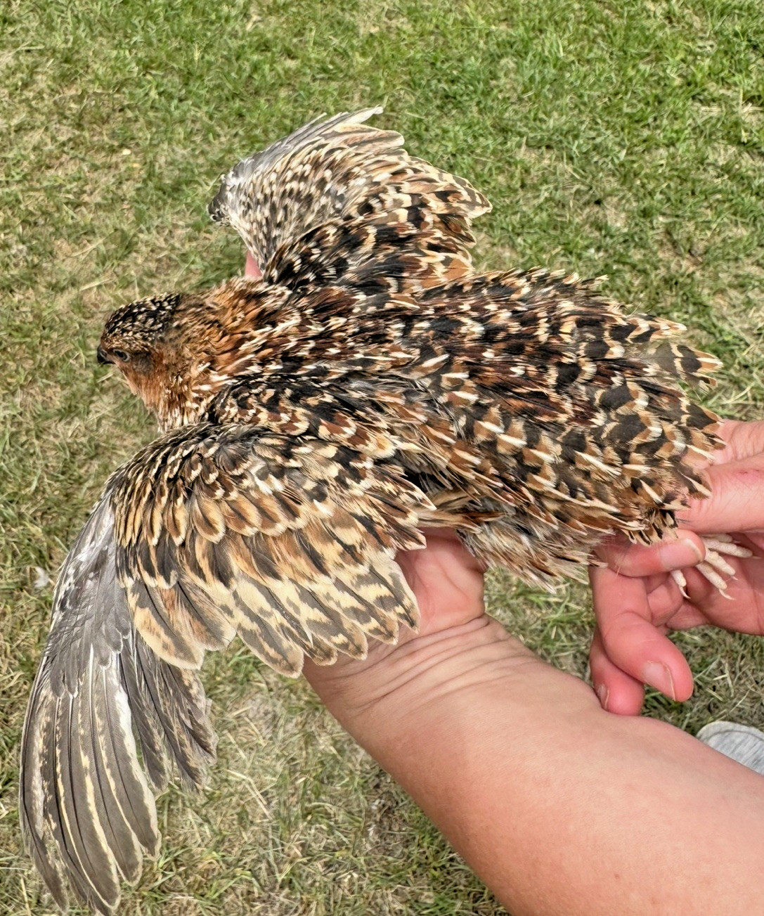 50+ RARE COLORS Coturnix Quail Hatching Eggs NPIP AI Free