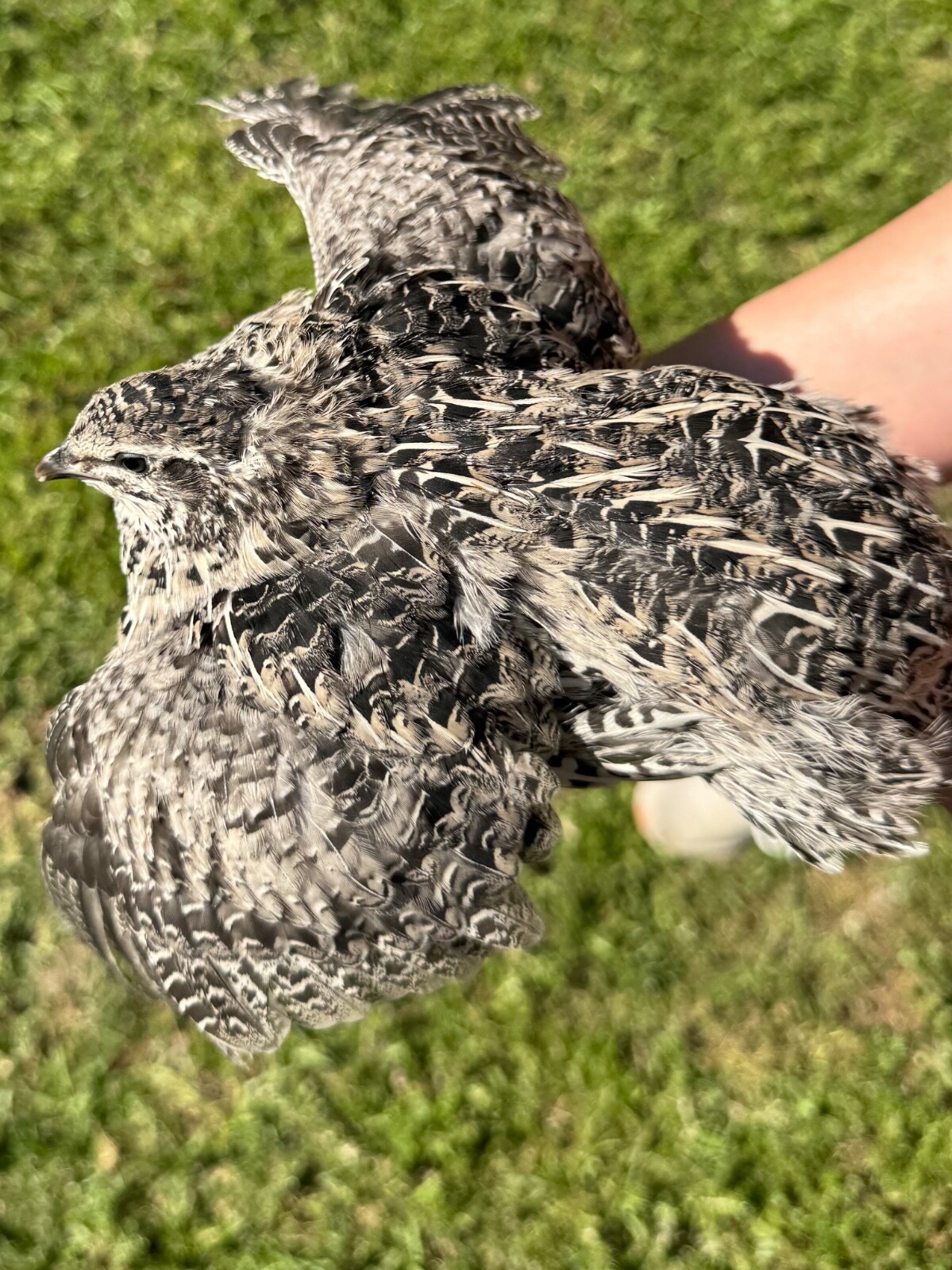 50+ RARE COLORS Coturnix Quail Hatching Eggs NPIP AI Free