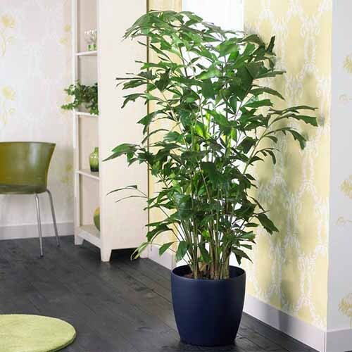 LIVE PLANT 2ft Caryota mitis - Burmese fishtail palm