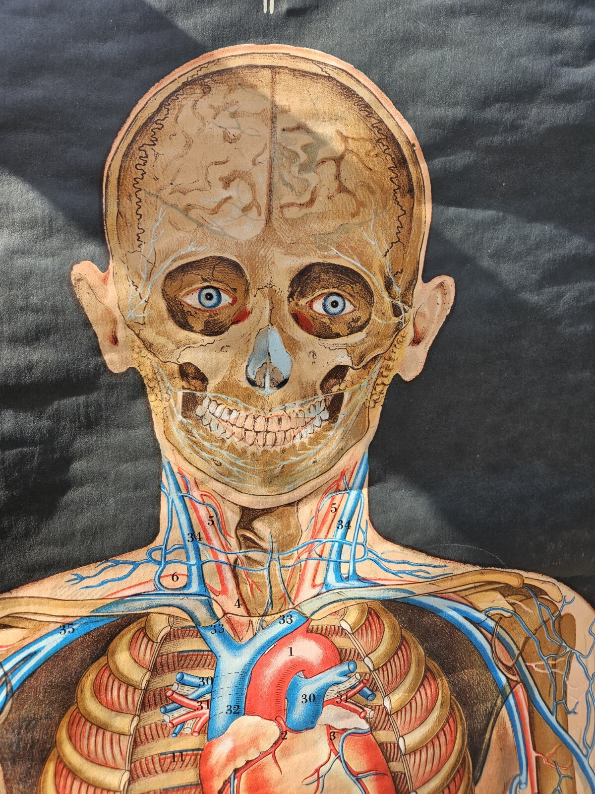 Vintage Cram Anatomical Chart Circulatory System 1950 Italy Rare Mad Science