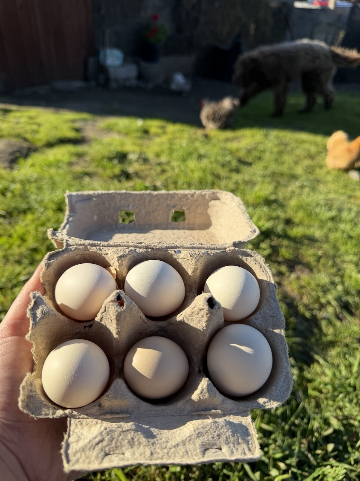 Bantam Cochin Hatching Eggs