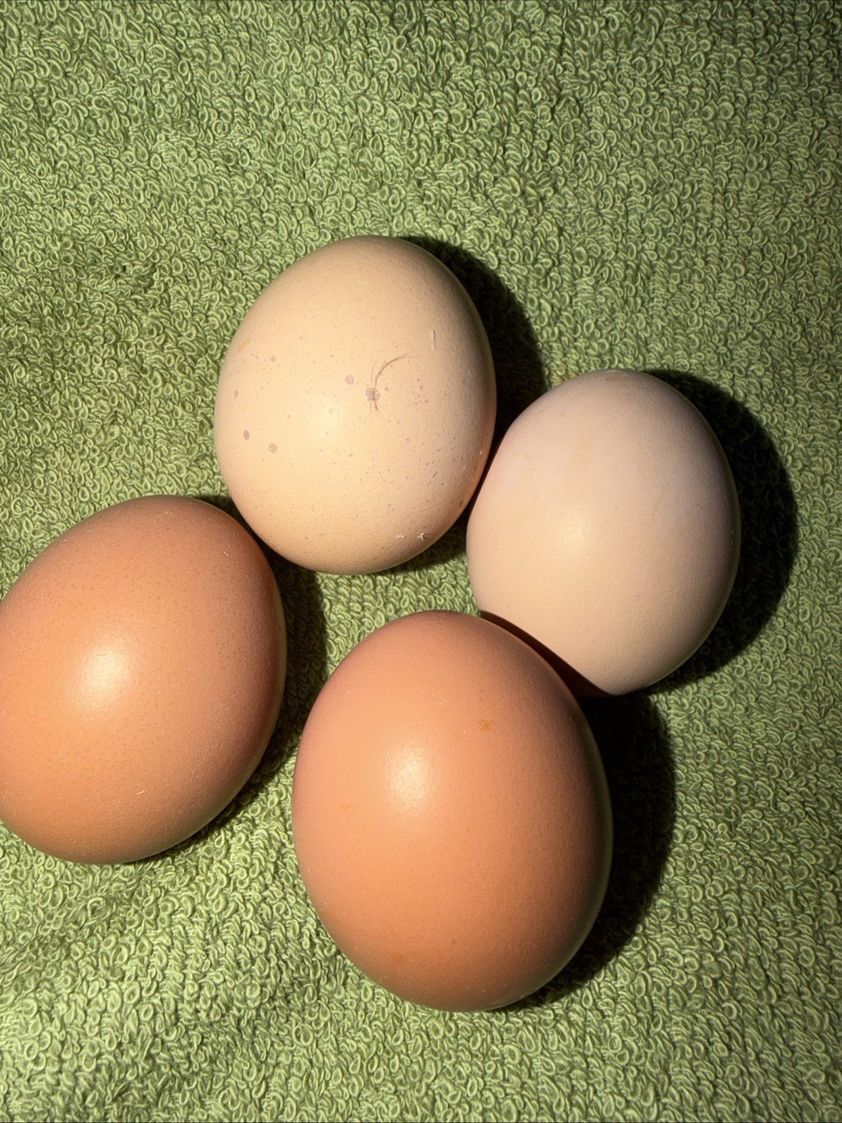 12+++ Brown Egg Layers Fertile Bundle