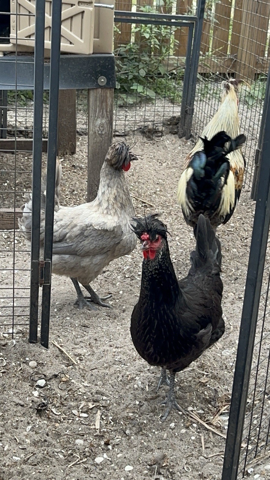15+ Rare Sanjak Longcrower Chicken Hatching Eggs Large Breed 🎶 Unique Crow 🎶