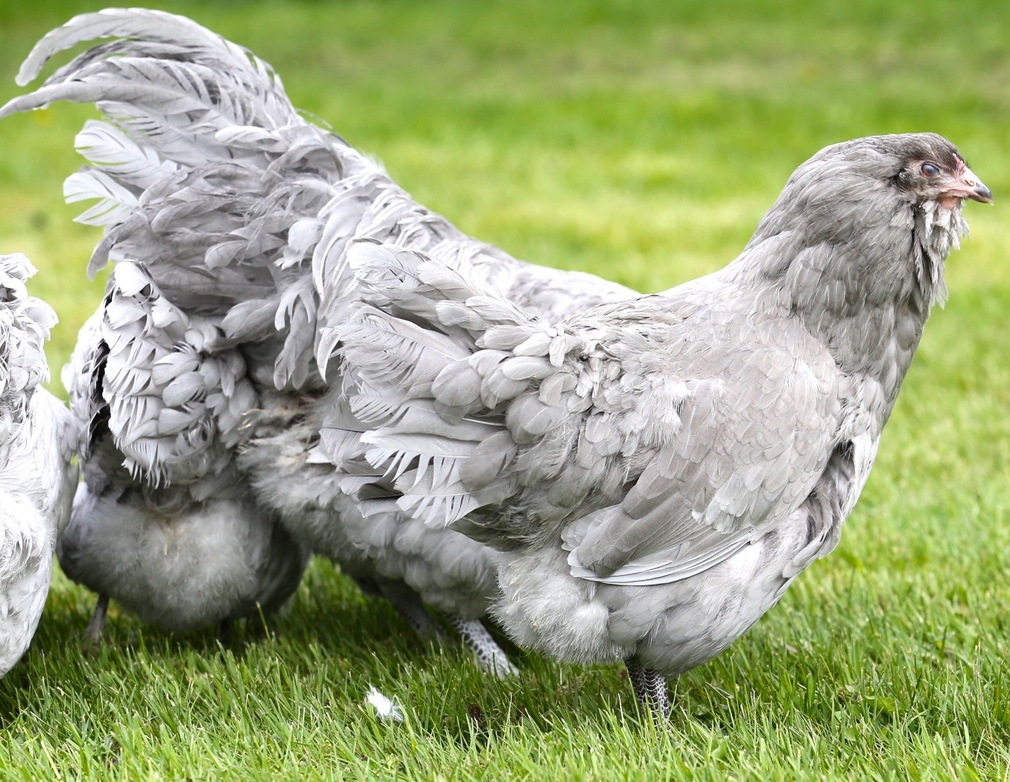 10++ NPIP Lavender Ameraucana Hatching Eggs - Read Description