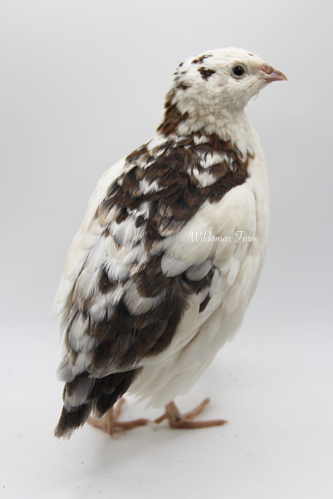 30+ Coturnix Quail Hatching Eggs