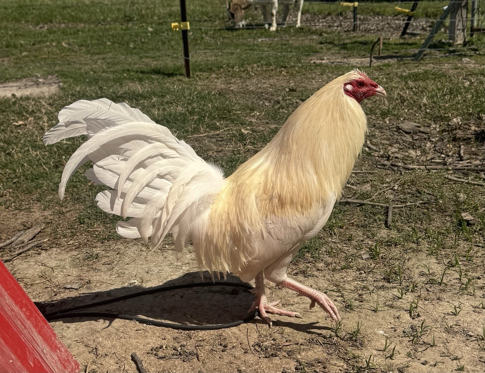 chicken hatching egg