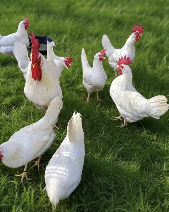 24 + Purebred Pearl White Leghorn Chicken Fertile Hatching Eggs Plus extra