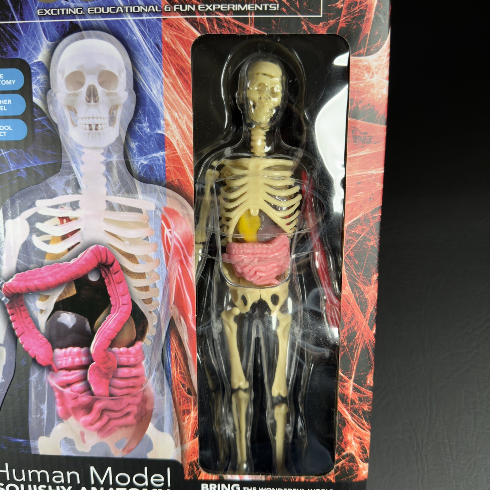 Unbelievable Science Human Model Squishy Anatomy Skeleton, Organs, Arm Muscle ..