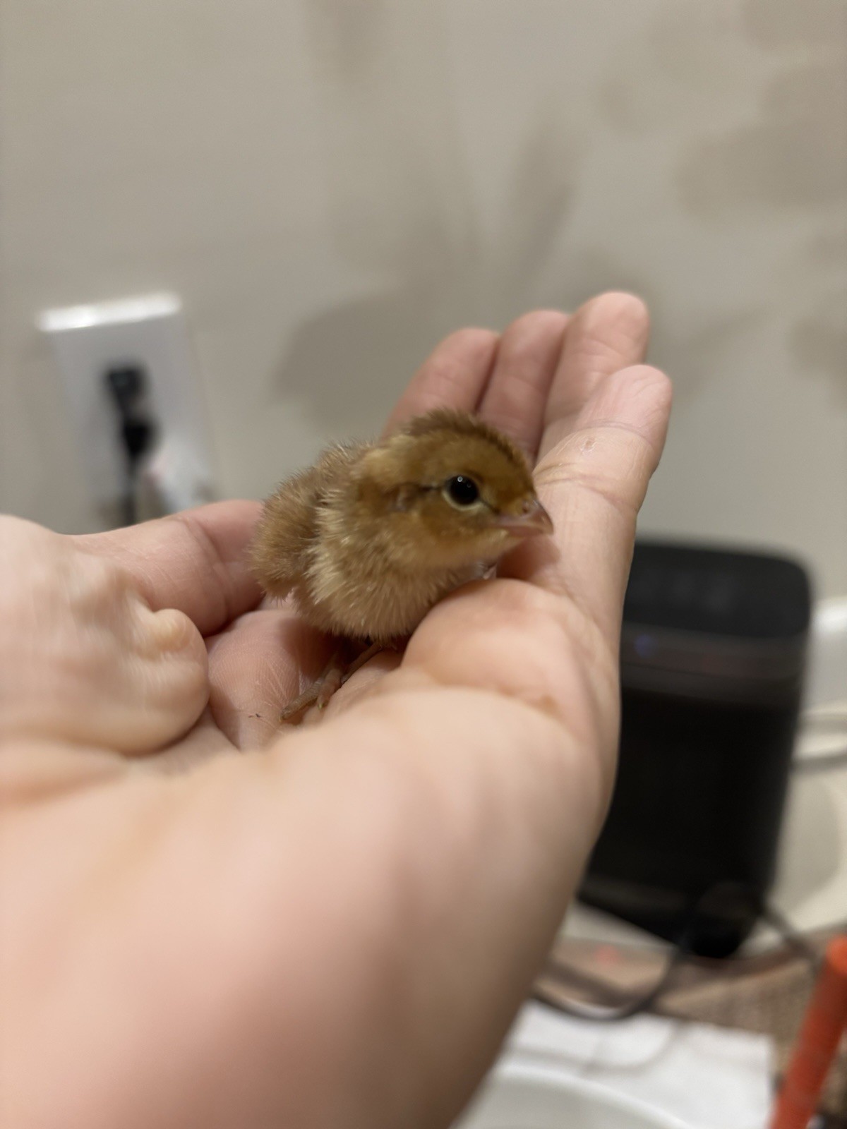 24+ Mixed Bobwhite Hatching Eggs
