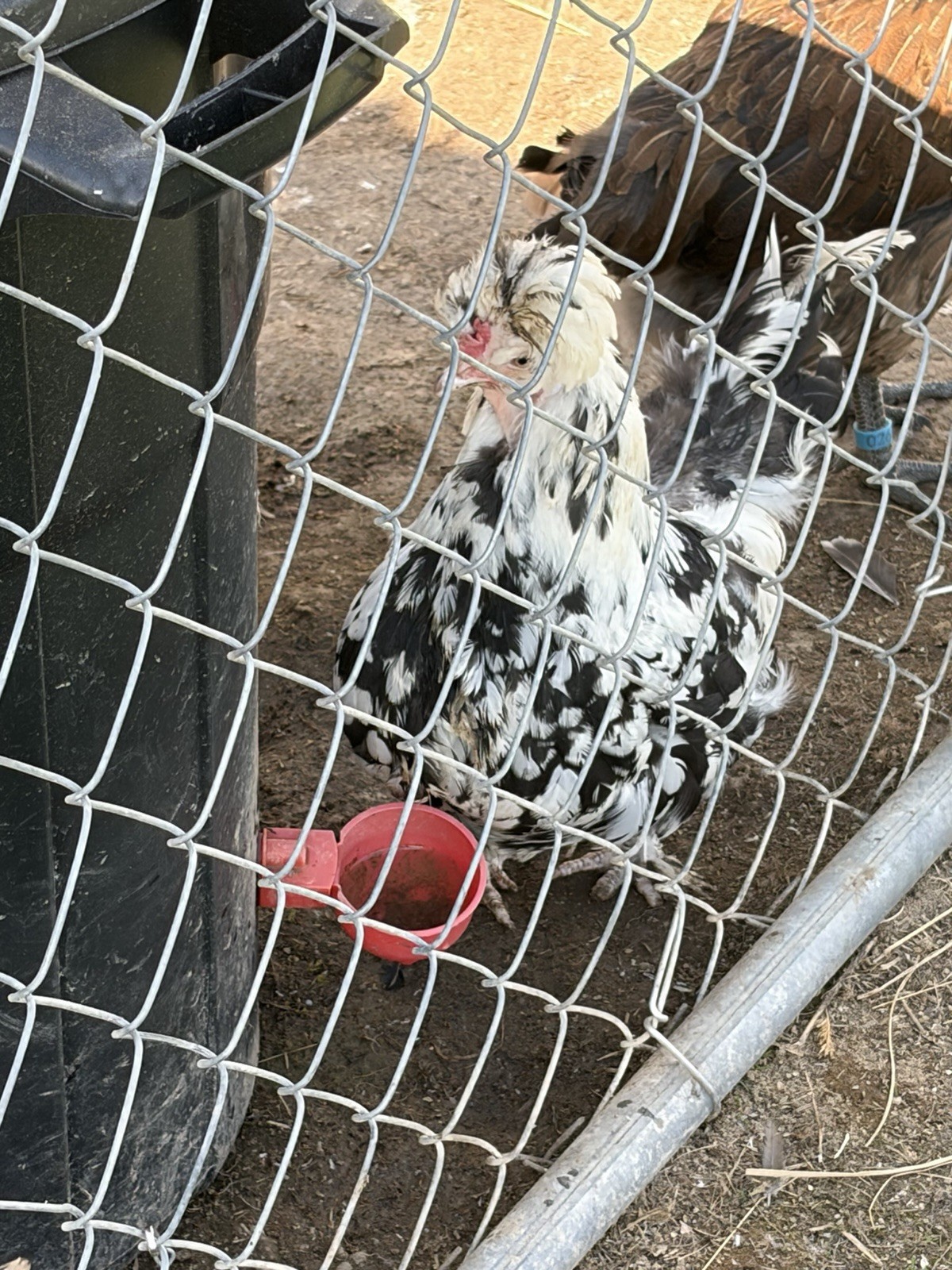 12+ Barnyard Mix Hatching Eggs