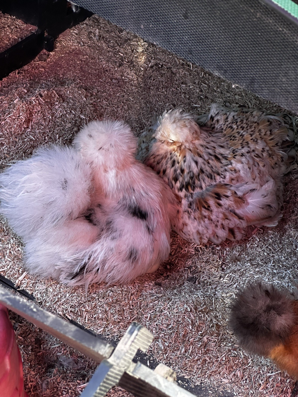 Silkie Hatching Eggs- breeder/show quality