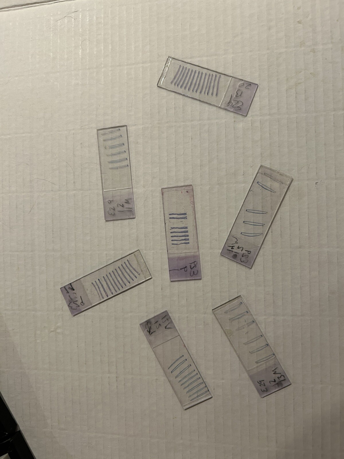 Clay Adams Microscope Slide Box With Unidentified Slides
