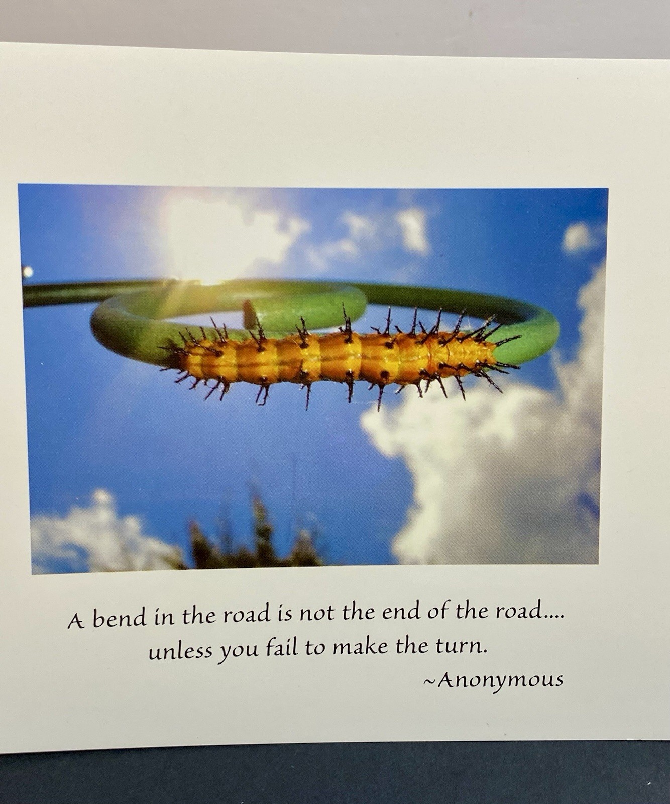 Photograph Of A Gulf Fritillary Caterpillar Blank Note Card W/Envelope Quote