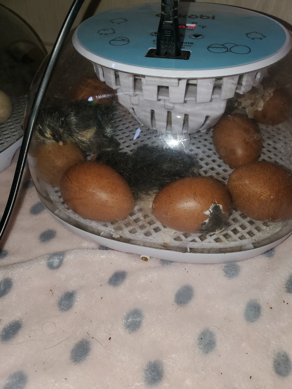 12 Rainbow Chicken Hatching Eggs Free Ranch Happy Chicken