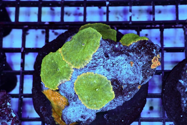 Rhodactis Mushroom Colony WYSIWYG - SAQ Coral Farm