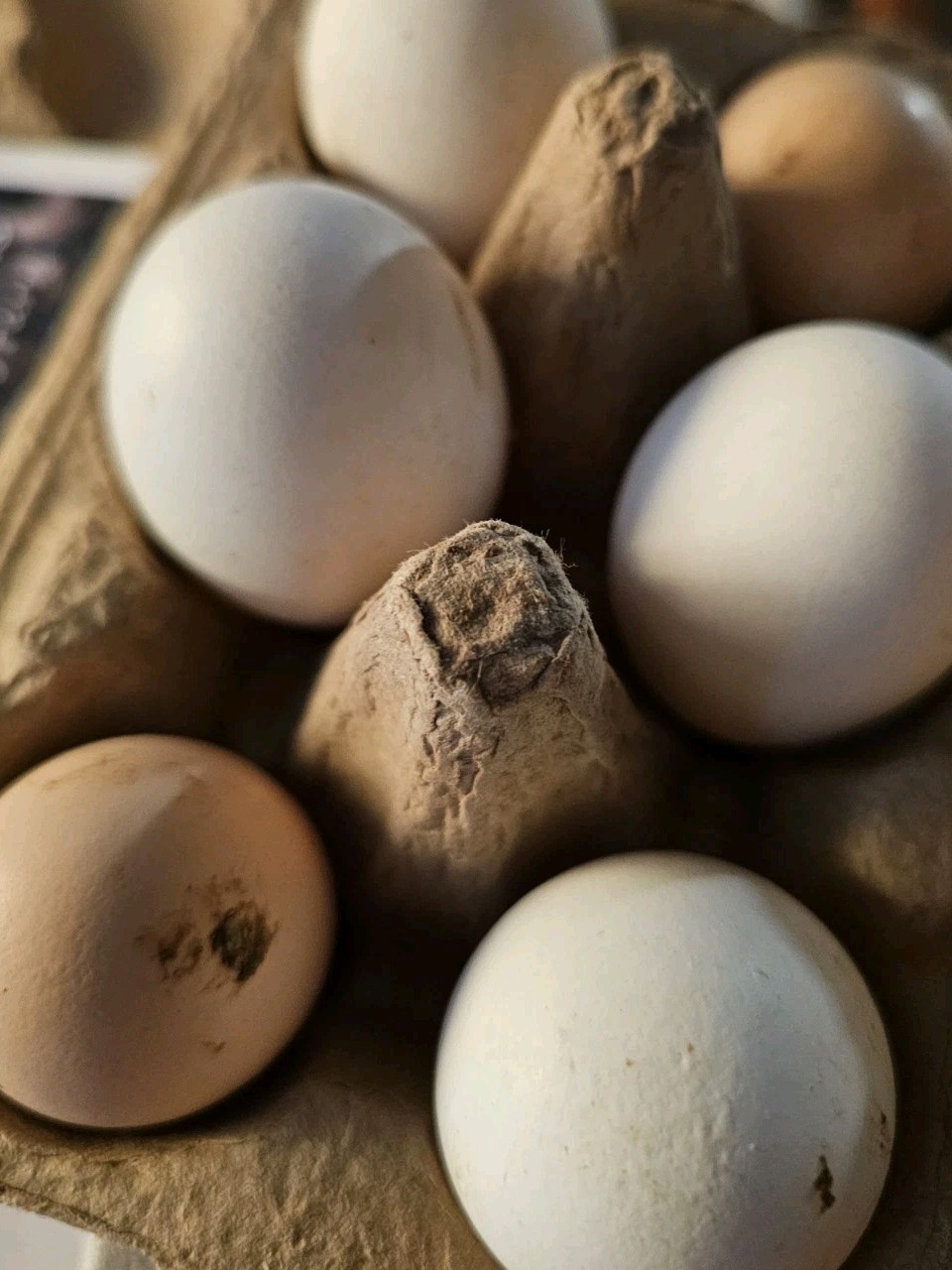 Vaux Fields Poultry Farm - 12 Assorted *Mystery* Hatching Eggs!
