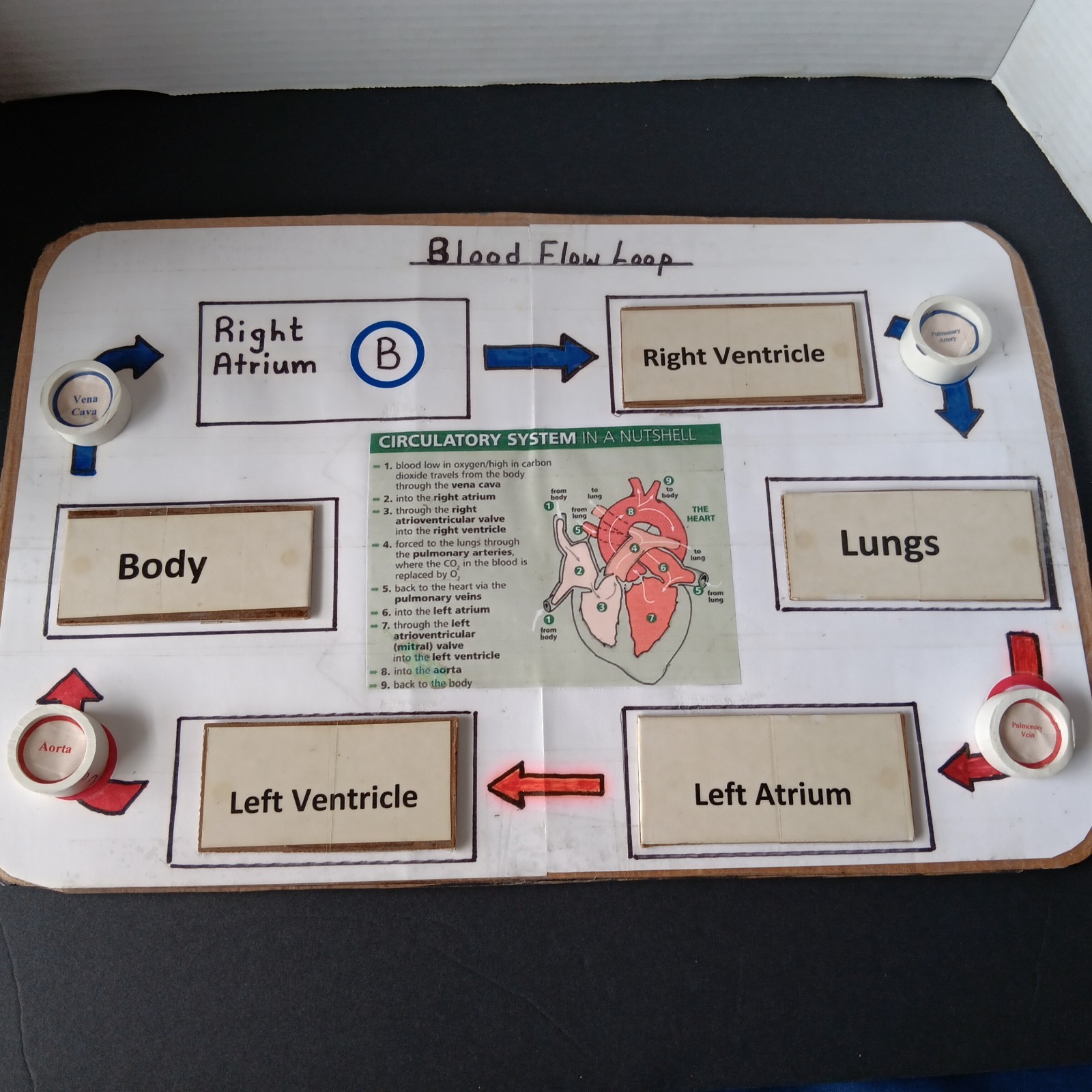 Cardiovascular- Circulatory System Student Activity 7th - 12th Grade
