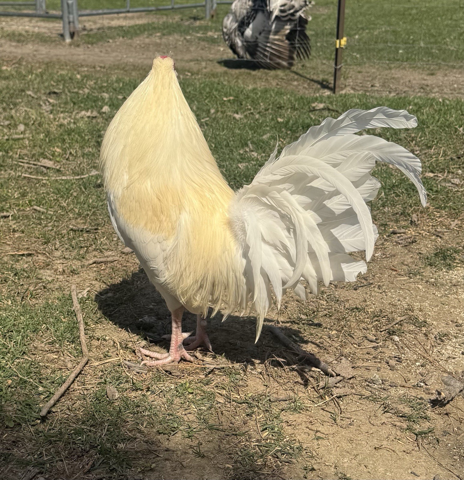 chicken hatching egg