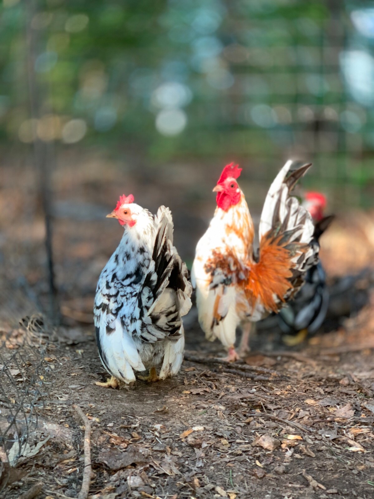 15 Traditional Serama Hatching Eggs-The tiniest breed of chicken