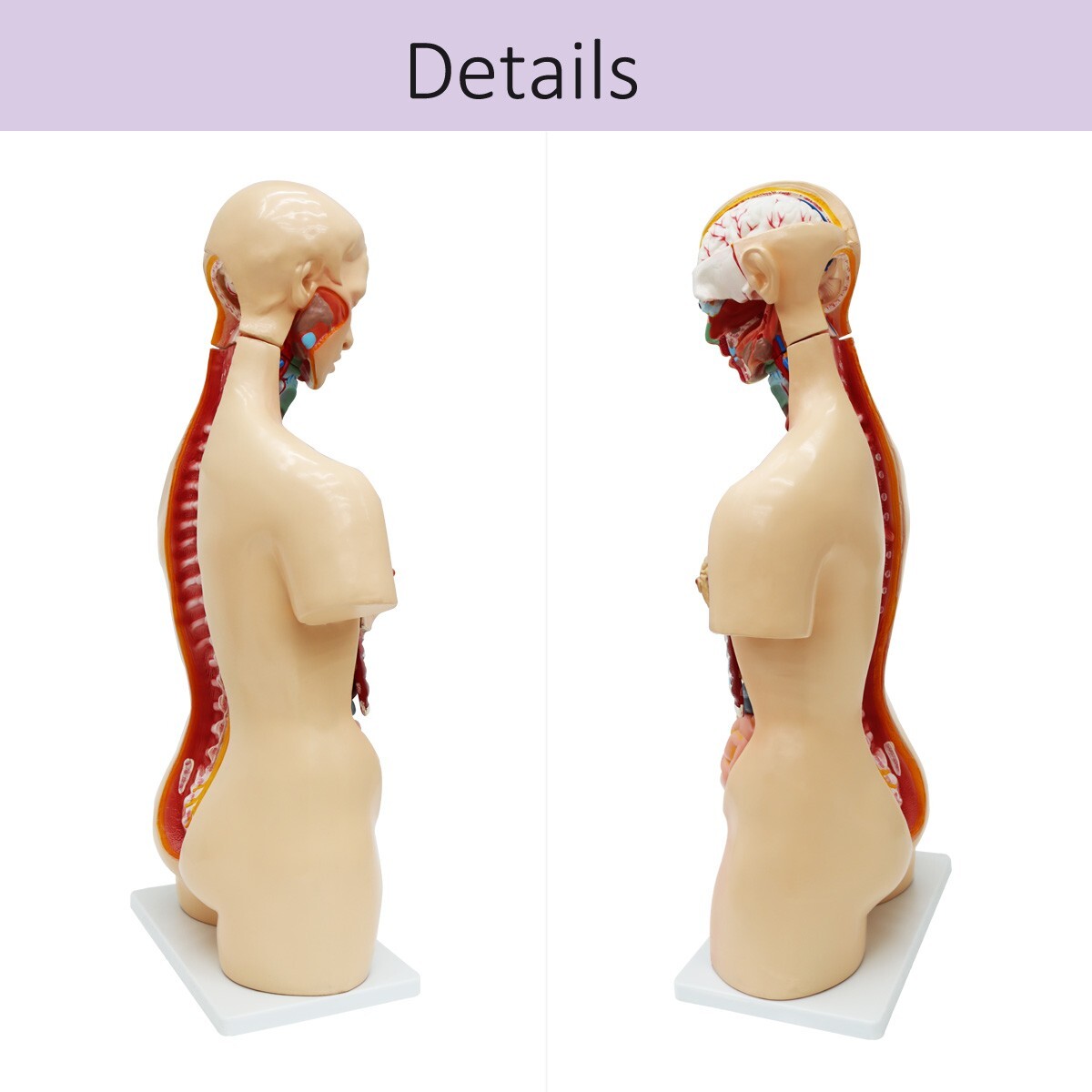 25 Pieces Replaceable For Men and Women Human Torso Model Detachable PVC
