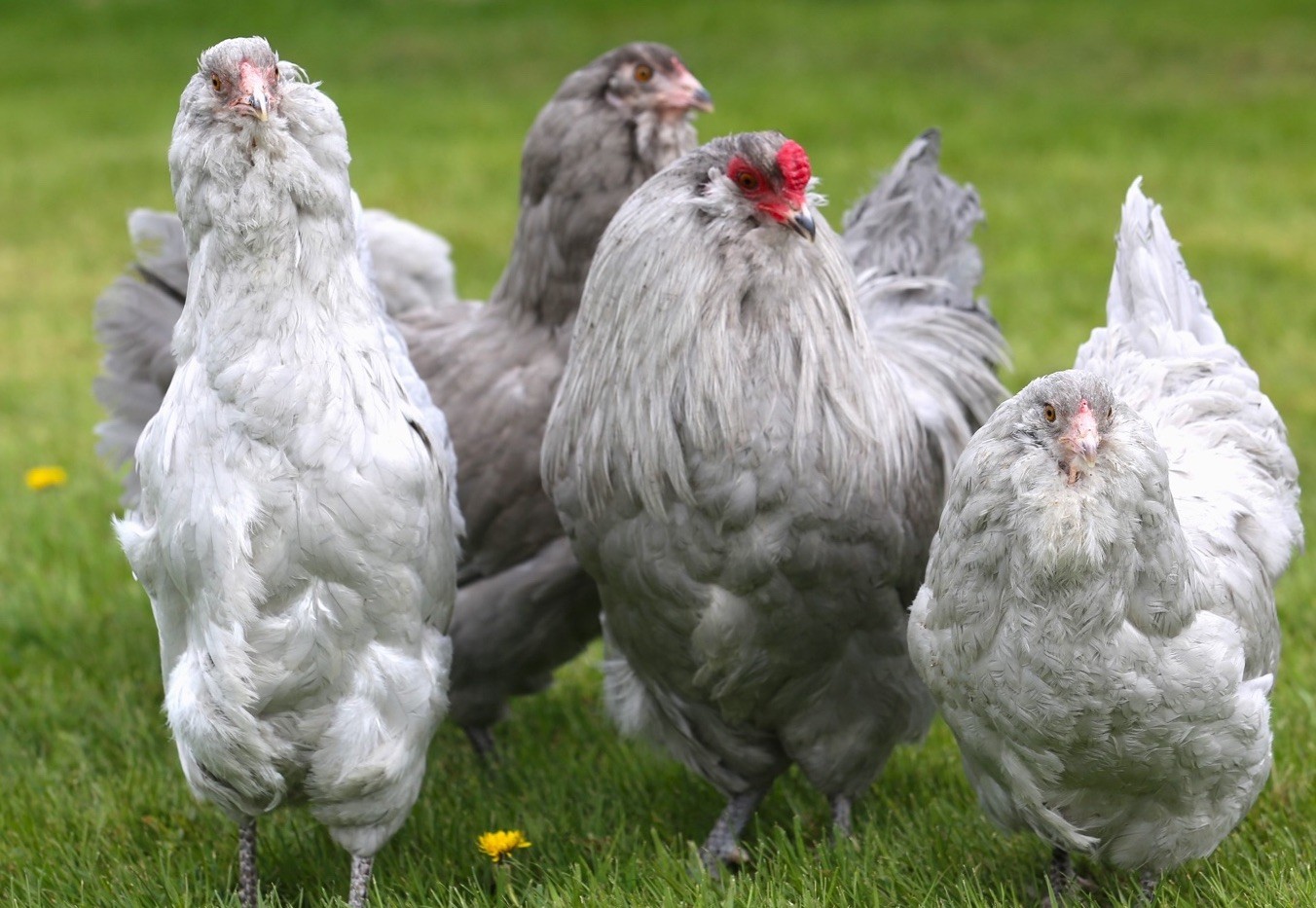 10++ NPIP Lavender Ameraucana Hatching Eggs - Read Description