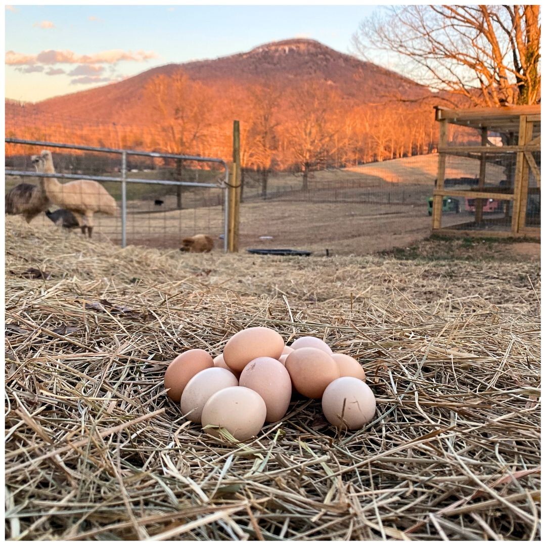 12+ Serama Chicken Hatching Eggs Malaysian & Trad (Micro, A & B, 100% Pure)