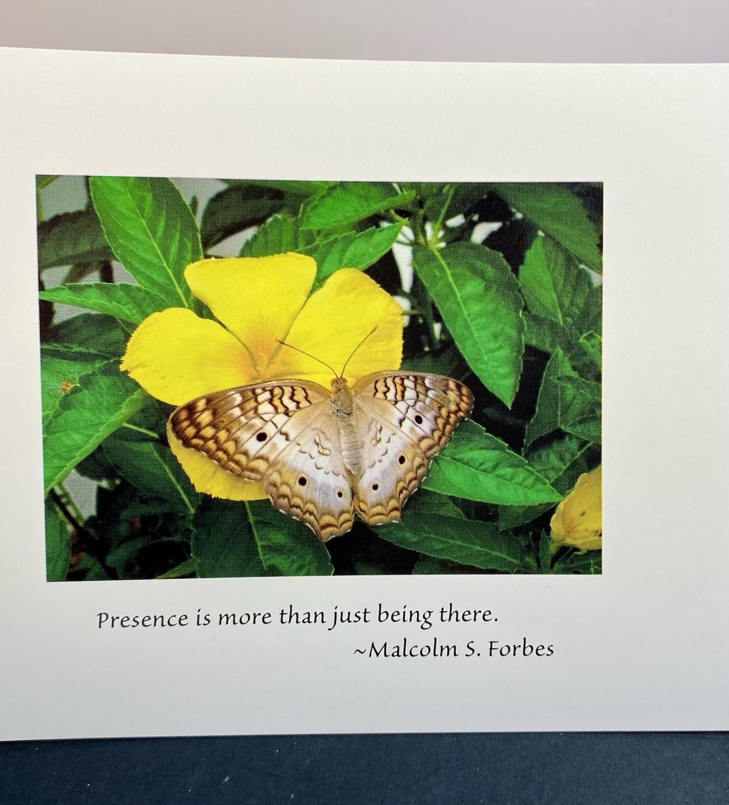 Photograph Of White Peacock Butterfly On Blank Note Card W/Envelope Quote Forbes